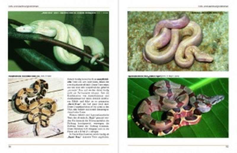 Preview: Boa constrictor